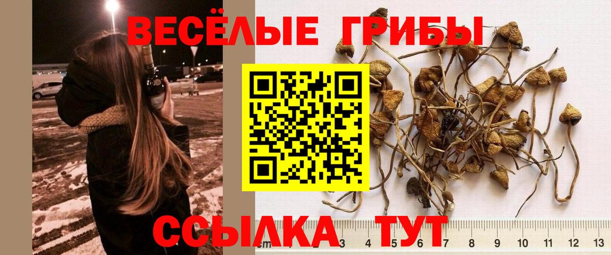 Псилоцибиновые грибы GOLDEN TEACHER  Галлюциногенные грибы Psilocybe  Пыть-Ях  Вход с VPN 